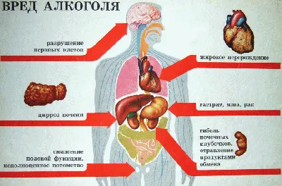 Пищеварительная система : нормальная анатомия | e-Anatomy