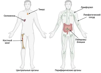 Грыжа пищеводного отверстия диафрагмы. Причины возникновения.  Кинезиологическое лечение