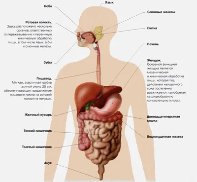 DoktorLerner.ru Органы ЖКТ - анатомия и физиология