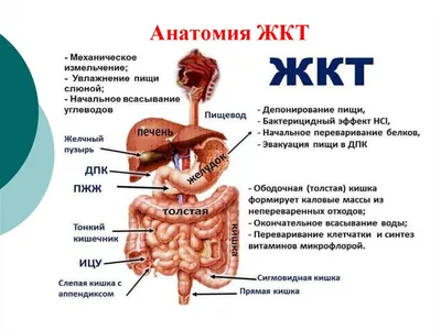 Классификация кишечных стом и осложнения