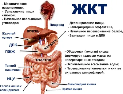 Эндокринные заболевания - причины, симптомы и лечение