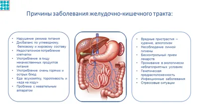 Строение пищеварительной системы человека. Изучаем в 3D - YouTube