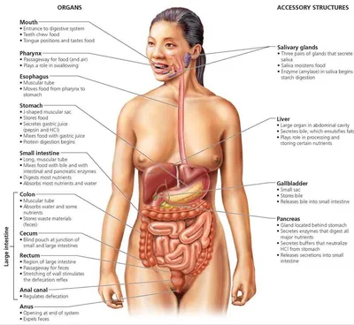 Картинки расположения печени человека с надписями - анатомия строения желудочно  кишечного тракта