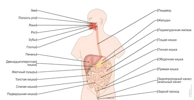 Пищеварительная система : нормальная анатомия | e-Anatomy