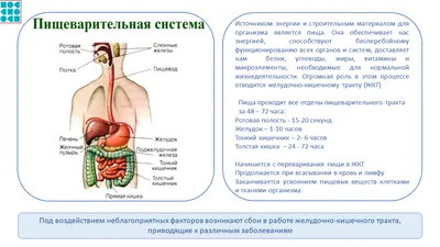 желудок фон, 500 картинки Фото и HD рисунок для бесплатной загрузки |  Pngtree