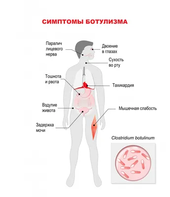 Связь зубов с организмом