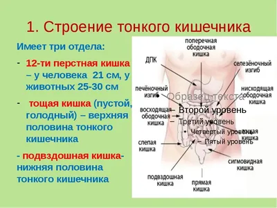 Тазовое дно: что это, на что влияет и какие проблемы могут появиться, если  с ним не работать