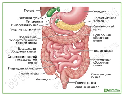 Пищеварительная система : нормальная анатомия | e-Anatomy