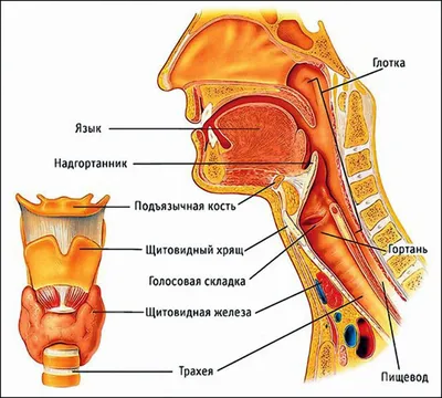 Пищеварение картинки (46 фото) » Юмор, позитив и много смешных картинок