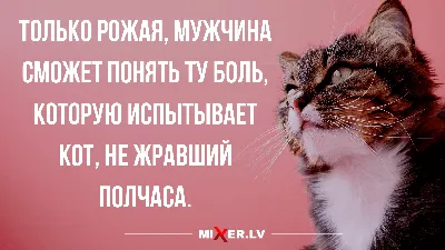 КотоФото - Милашные котики в картинках | Анекдоты , картинки - для поднятия  настроения | Дзен