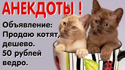 КотоФото - Милашные котики в картинках | Анекдоты , картинки - для поднятия  настроения | Дзен