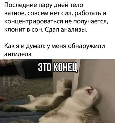 Забавные шутки, мемы и картинки с котами