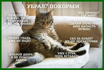 Смешные коты/ Funny cats added... - Смешные коты/ Funny cats