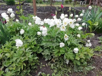 белые и фиолетовые анемоны в одуванчиках в ботанических садах, анемон на  клумбе, Hd фотография фото, цветок фон картинки и Фото для бесплатной  загрузки