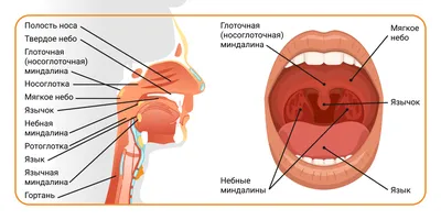 Streptococcal pharyngitis - Wikipedia