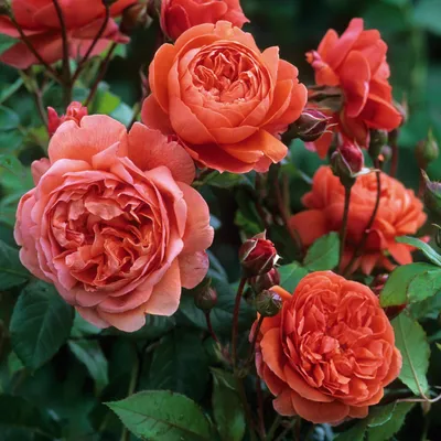 Купить Розы английские (Rosa) с доставкой почтой в интернет-магазине  Архиленд