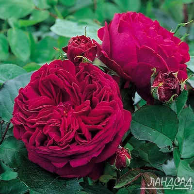Английские роза Фальстафф (Falstaff) - Розы Английские Кустовые - Розы в  пакетах. - Каталог - LandSad.ru