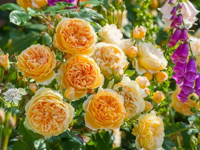 Саженцы розы Английская купить в Москве в питомнике, растения по цене от  500 руб.