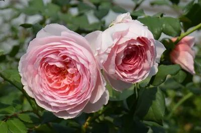 Батшеба (Bathsheba) - Английские розы - Розы - Каталог