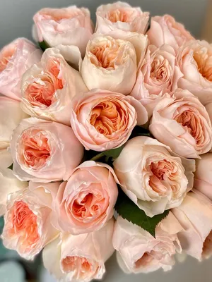 Английские розы Купить саженцы Английских роз от Дивосад
