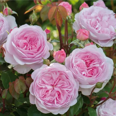 21 английских роз Juliet персикового цвета | Во Имя Розы