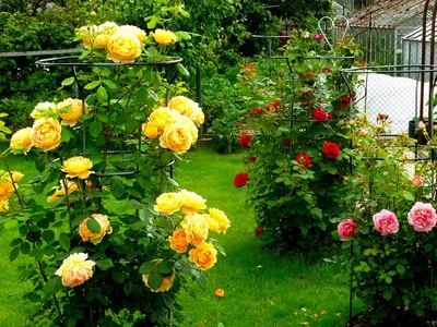 Английские розы | купить саженцы сортов для Украины