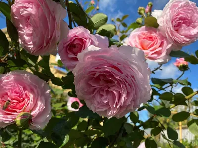 АНГЛИЙСКАЯ РОЗА JAMES GALWAY: купить саженцы английской розы james galway  почтой | PLOD.UA