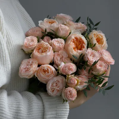 Роза английская парковая Бенджамин Бриттен. Многолетние цветы.