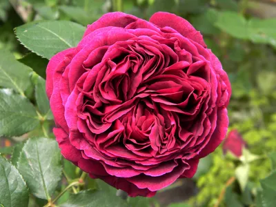 Английские розы в Москве купить букет английских роз c доставкой недорого  по цене магазина Во имя розы