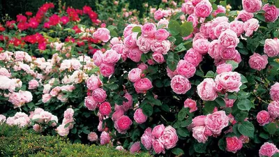 Цветочная композиция Английские розы в вазе – купить в интернет-магазине в  Москве - С-100