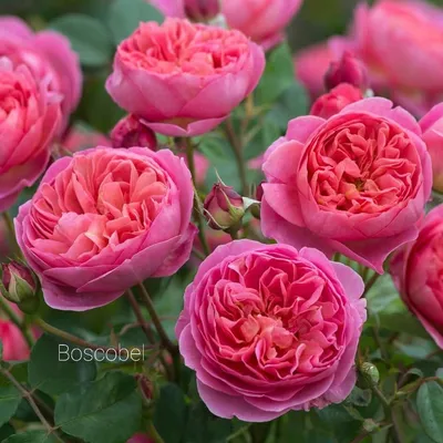 B_035 Букет из 25 садовых английских роз. - Lilies Flowers Shop Budva