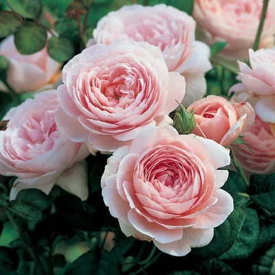 Английские розы (English Rose, Austin) - Зеленый сад