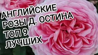 Английские розы или, как их еще называют, розы Остина — это шикарный вид  кустовых растений. Они читаются одними из самых универсальных… | Instagram