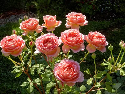 Английские розы David Austin. Каталог розовых сортов.