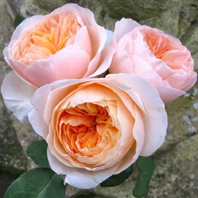 Английские розы Остина, которые больше не будут у нас цвести | Садовник -  это диагноз | Дзен