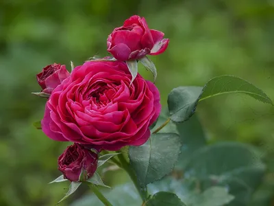 Английские розы. DAVID AUSTIN ROSES. (В наличии) | Розы, Английская роза,  Белые розы