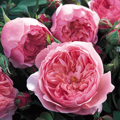 Английские розы в моем саду. Цветение роз летом 2021 года (Урал, 3 зона) -  YouTube
