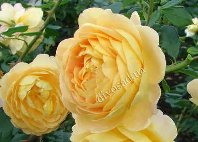 Расцвела на моем балконе роза. «Английские розы»-Розы Девида Остина ::  Galina Dzubina – Социальная сеть ФотоКто