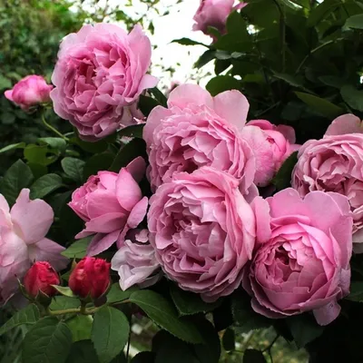 Зе Алнвик Роуз (The Alnwick Rose) английские розы купить английские розы  остина магазин саженцев роз