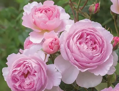 Пионовидные английские розы, которые мы заказываем каждый раз, и которые  стабильно заканчиваются в день поставки 😋 ⠀ Розы сорта Лондон Ай… |  Instagram