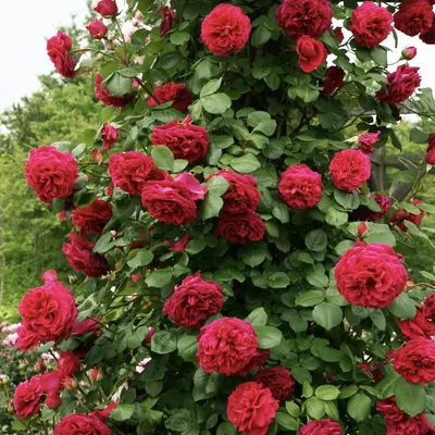 Английские розы. Лучшие сорта, Виктория Зонова – слушать онлайн или скачать  mp3 на ЛитРес