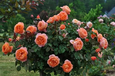 Саженцы английских роз – формируем классический сад – Енергодар.City