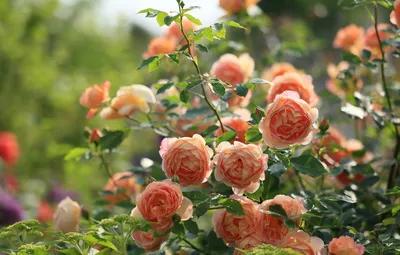 роза, розы, розы английской селекции, английские розы, джеймс галвей -  Экзотик Флора