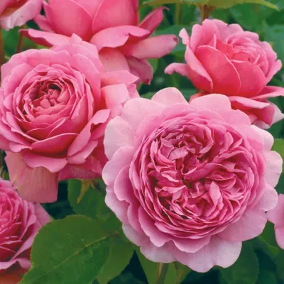 Английские розы отличаются от остальных... - pitomnik_elino19 | Facebook