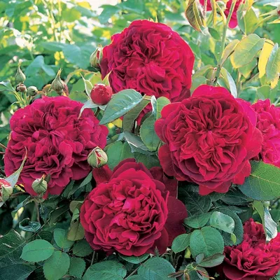 Купить саженцы Английской розы, Чайно-гибридной розы, Розы Флорибунда