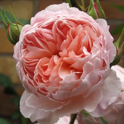 Английские розы безшовные иллюстрация вектора. иллюстрации насчитывающей  бело - 73179426