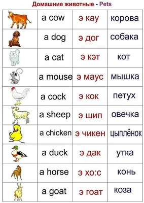 Английский в картинках для малышей от 6 Издательство АСТ 14274246 купить в  интернет-магазине Wildberries