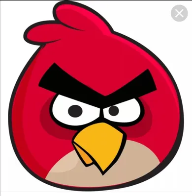 Птица из Angry Birds реально существует, и она еще более отчаянная и  бесстрашная