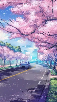 HD sakura wallpapers | Peakpx