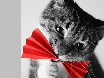Симпатичные Анимированные Кошки Значок На Белом Фоне Логотип Дизайн  Талисмана — стоковая векторная графика и другие изображения на тему  Векторная графика - iStock